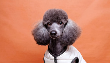 穿着白色衣服的灰色贵宾犬在橙色背景前的图片1