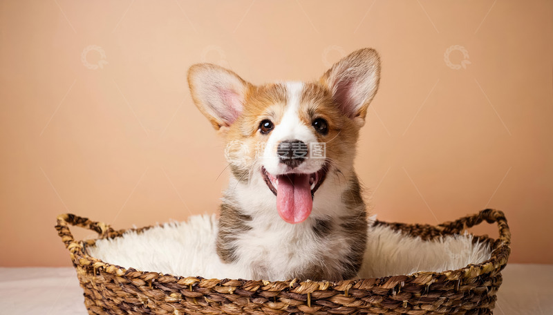 高清大图下载【趣麦麦图】柯基幼犬在篮子里吐着舌头露出开心表情的图片