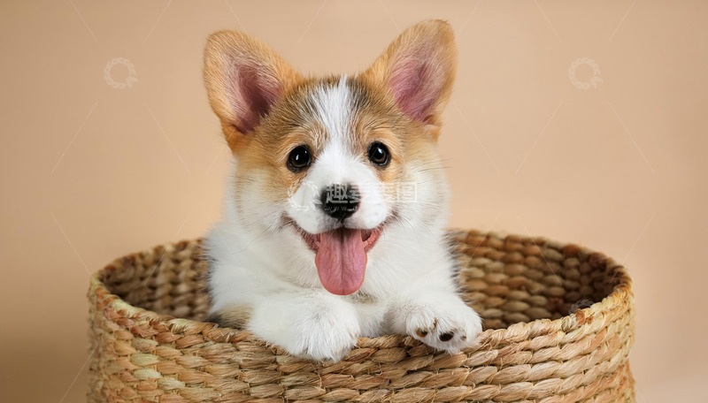 高清大图下载【趣麦麦图】白花色柯基幼犬趴在篮子里吐着舌头露出开心表情的图片1