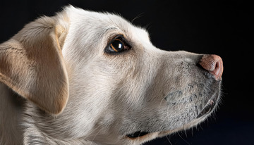 拉布拉多犬侧面头部特写1