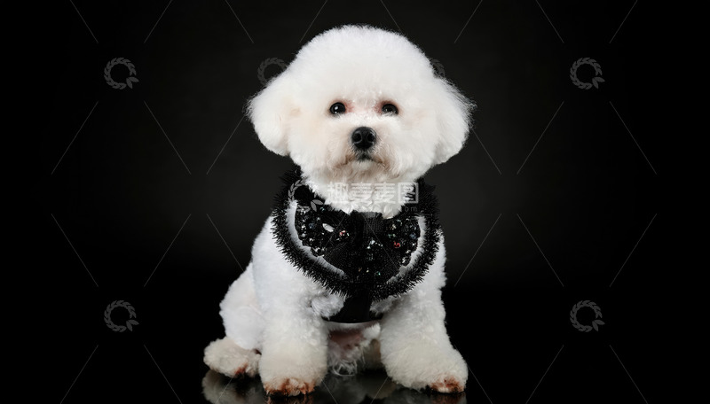 高清大图下载【趣麦麦图】一只白色贵宾犬戴着黑色围巾在黑色背景前的图片1