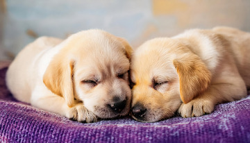 拉布拉多幼犬相互依偎3