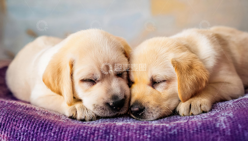 高清大图下载【趣麦麦图】拉布拉多幼犬相互依偎3