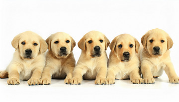 浅黄毛色的拉布拉多幼犬整齐排列的图片