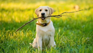浅黄色拉布拉多幼犬在绿草地上叼着树枝展现活泼姿态的图片