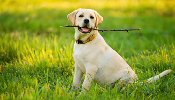 浅黄色拉布拉多幼犬在绿草地上叼着树枝展现活泼姿态的图片1