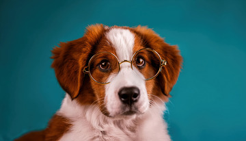 戴着眼镜的小狗牧羊犬呆萌表情1
