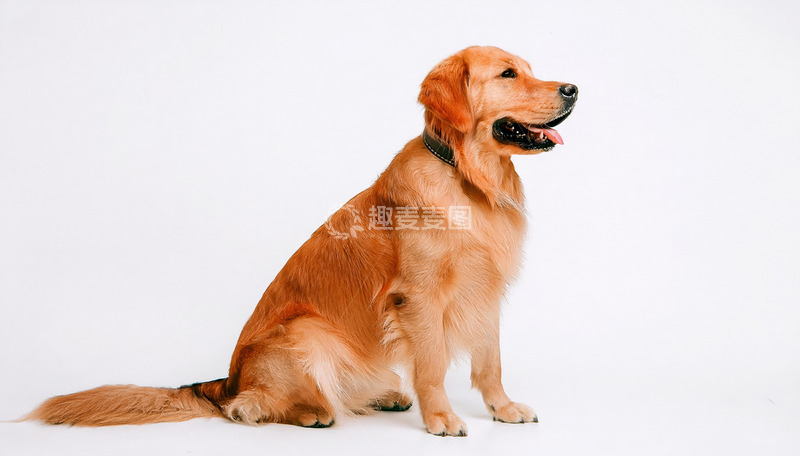 高清大图下载【趣麦麦图】不同背景的金毛风采