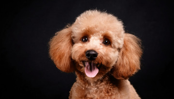 浅棕色泰迪犬在黑色背景前吐着舌头露出可爱表情