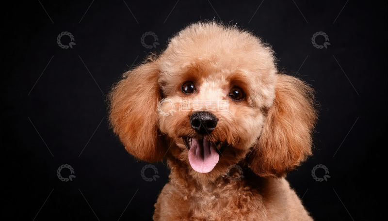 高清大图下载【趣麦麦图】浅棕色泰迪犬在黑色背景前吐着舌头露出可爱表情