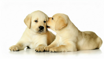 拉布拉多幼犬相互依偎1