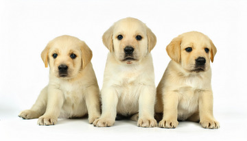 浅黄毛色的拉布拉多幼犬整齐坐成一排