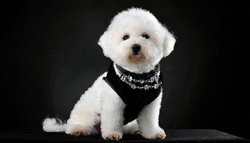 一只白色贵宾犬戴着黑色围巾在黑色背景前的图片2