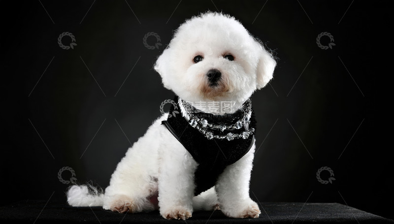 高清大图下载【趣麦麦图】一只白色贵宾犬戴着黑色围巾在黑色背景前的图片2