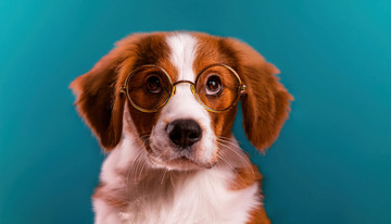 戴着眼镜的小狗牧羊犬呆萌表情2