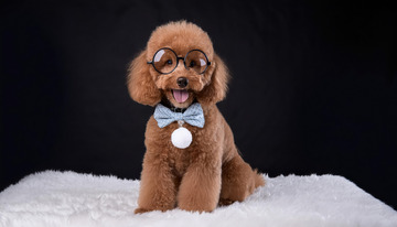 一只戴着浅蓝色领结坐在白色毛绒上的棕色贵宾犬图片