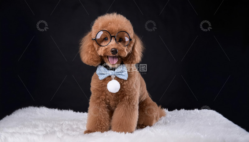 高清大图下载【趣麦麦图】一只戴着浅蓝色领结坐在白色毛绒上的棕色贵宾犬图片