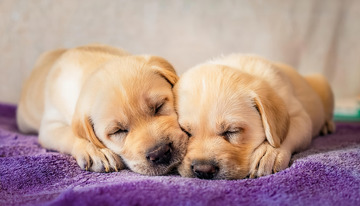 拉布拉多幼犬相互依偎2