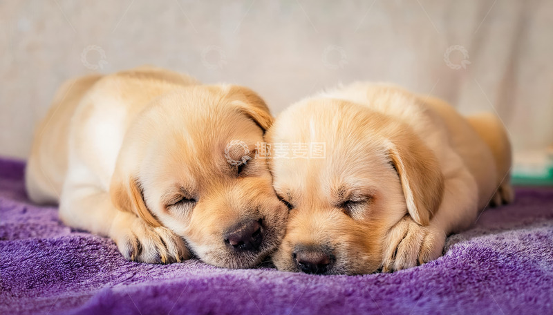 高清大图下载【趣麦麦图】拉布拉多幼犬相互依偎2