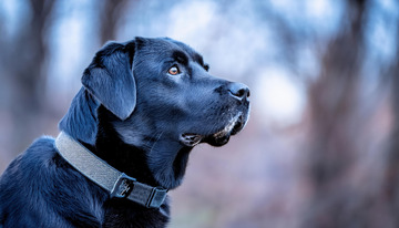 拉布拉多犬侧面头部特写2