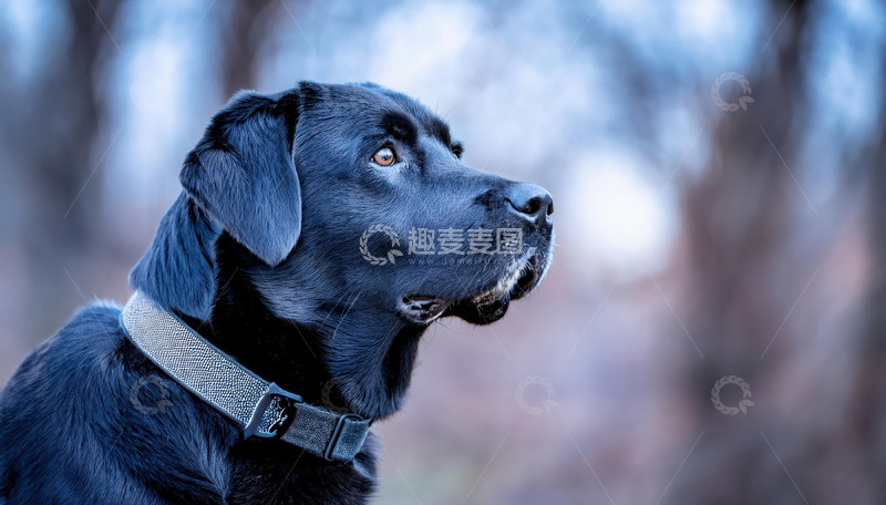 高清大图下载【趣麦麦图】拉布拉多犬侧面头部特写2