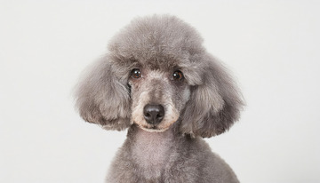 一只灰色贵宾犬耳朵蓬松，表情平静地看向镜头的图片