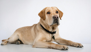 毛色金黄的拉布拉多犬戴着项圈在白色背景前表情平静的图片