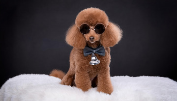 一只戴着浅蓝色领结坐在白色毛绒上的棕色贵宾犬图片1