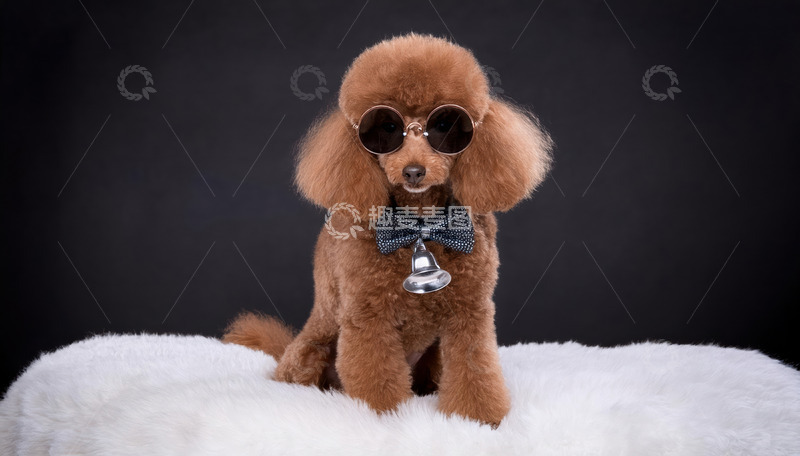 高清大图下载【趣麦麦图】一只戴着浅蓝色领结坐在白色毛绒上的棕色贵宾犬图片1