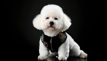 一只白色贵宾犬戴着黑色围巾在黑色背景前的图片