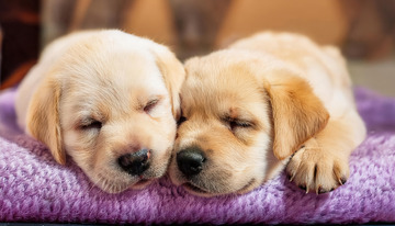 拉布拉多幼犬相互依偎4