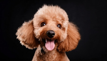 浅棕色泰迪犬在黑色背景前吐着舌头露出可爱表情1