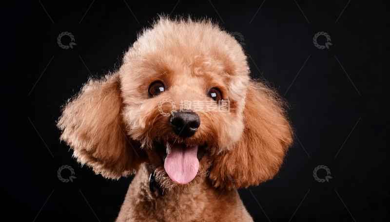 高清大图下载【趣麦麦图】浅棕色泰迪犬在黑色背景前吐着舌头露出可爱表情1