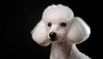 一只白色贵宾犬有着蓬松大耳朵在黑色背景前的图片