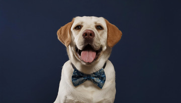 戴着领结吐着舌头面带欢快表情的拉布拉多犬