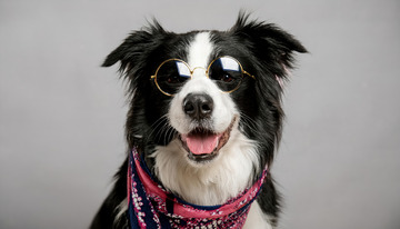 戴着眼镜的小狗牧羊犬呆萌表情