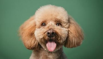 一只浅棕色泰迪犬在绿色背景前吐着舌头露出可爱表情的图片