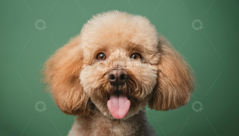 高清大图下载【趣麦麦图】一只浅棕色泰迪犬在绿色背景前吐着舌头露出可爱表情的图片