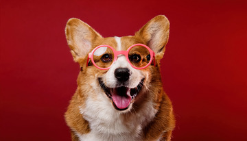 戴着不同样式粉色眼镜吐着舌头表情搞怪的柯基犬在红色背景前的图片