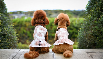 两只穿着粉色花裙子的棕色贵宾犬背对镜头坐在户外石板上的图片