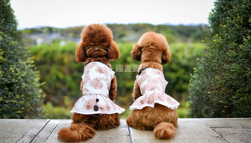 高清大图下载【趣麦麦图】两只穿着粉色花裙子的棕色贵宾犬背对镜头坐在户外石板上的图片