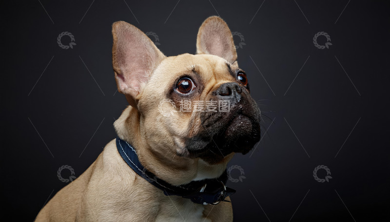 高清大图下载【趣麦麦图】温柔斗牛犬的日常