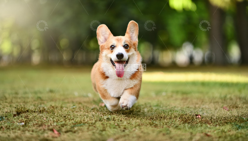 高清大图下载【趣麦麦图】一张棕白花色柯基犬在草地上奔跑露出开心表情的图片