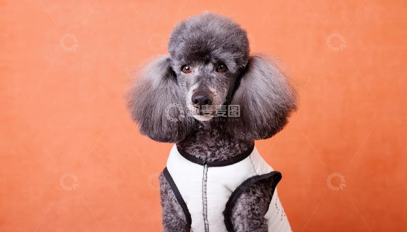 高清大图下载【趣麦麦图】穿着白色衣服的灰色贵宾犬在橙色背景前的图片