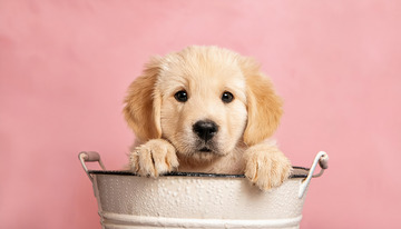 金毛幼犬爪子搭在金属桶边缘