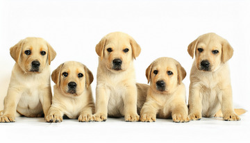 浅黄毛色的拉布拉多幼犬整齐排列的图片1