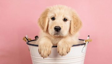 金毛幼犬爪子搭在金属桶边缘1