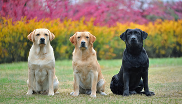 不同毛色的拉布拉多犬整齐坐在花丛草地前的图片1