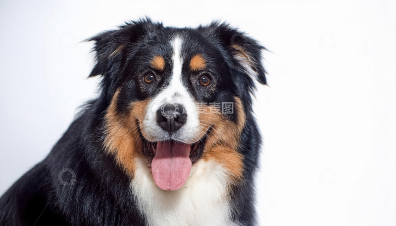 高清大图下载【趣麦麦图】牧羊犬吐着舌头面带轻松表情的图片