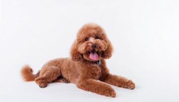 一只棕色贵宾犬趴卧着吐着舌头的图片